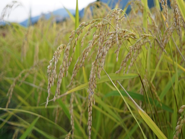 新潟県の風景：コシヒカリ